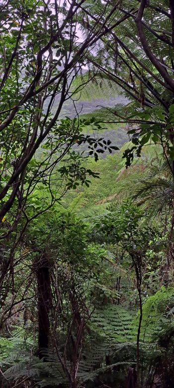 Nikau Creek Gully hillside - 2026 - © wainuiomata.net