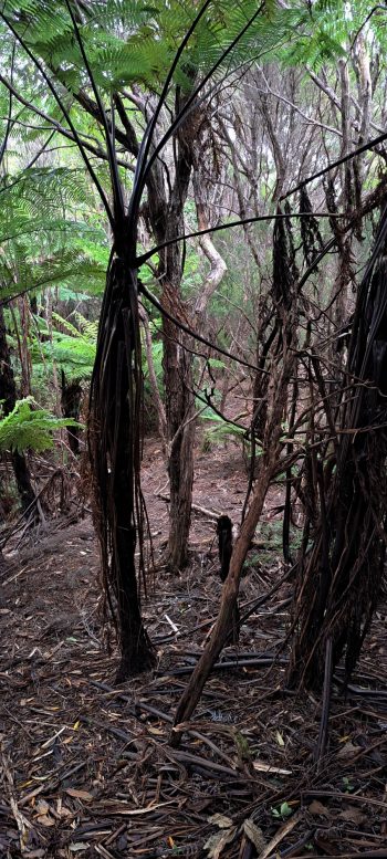 Nikau Creek Gully hillside - 2026 - © wainuiomata.net