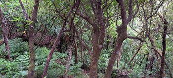 Nikau Creek Gully hillside - 2026 - © wainuiomata.net