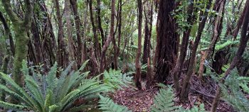 Nikau Creek Gully hillside - 2026 - © wainuiomata.net