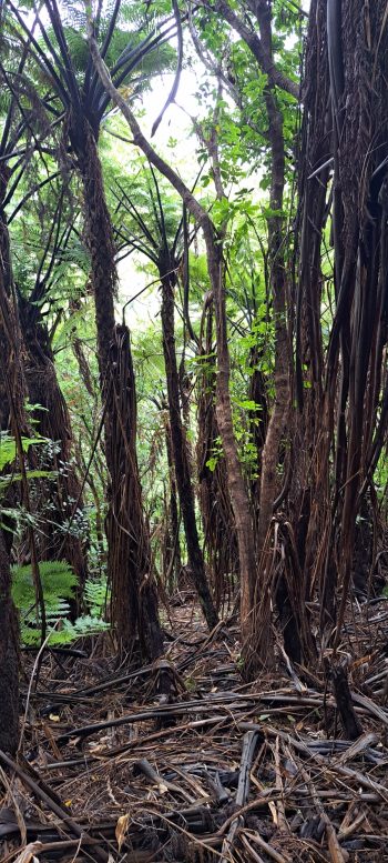 Nikau Creek Gully hillside - 2026 - © wainuiomata.net