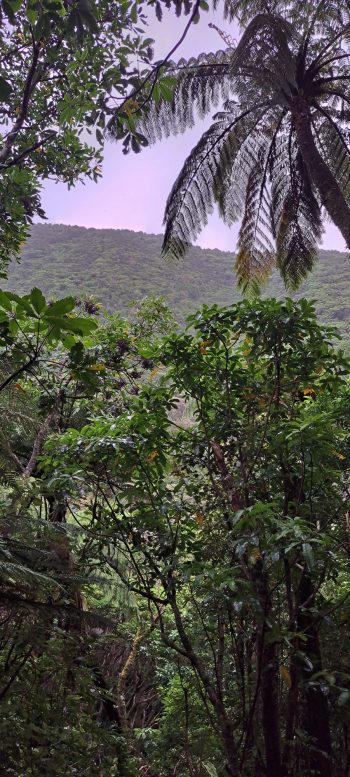 Nikau Creek Gully hillsides - 2026 - © wainuiomata.net
