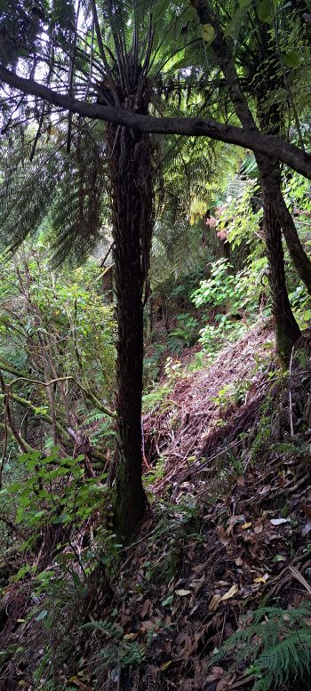 Nikau Creek Gully steep hillside - 2026 - © wainuiomata.net