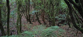 Nikau Creek Gully hillside - 2026 - © wainuiomata.net