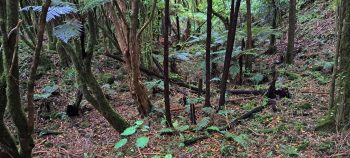 Nikau Creek Gully hillside - 2026 - © wainuiomata.net