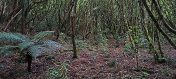 Nikau Creek Gully hillside - 2026 - © wainuiomata.net