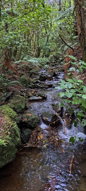 Nikau Creek - 2026 - © wainuiomata.net