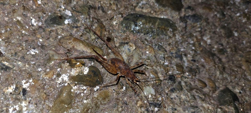 Cave Weta on the Water Race ceiling - 2026 - © wainuiomata.net