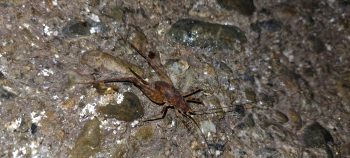 Cave Weta on the Water Race ceiling - 2026 - © wainuiomata.net
