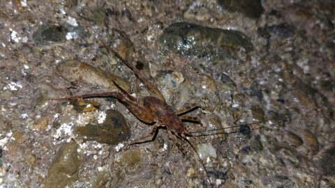 Cave Weta on the Water Race ceiling - 2026 - © wainuiomata.net