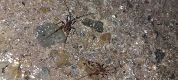 Cave Weta on the Water Race ceiling - 2026 - © wainuiomata.net