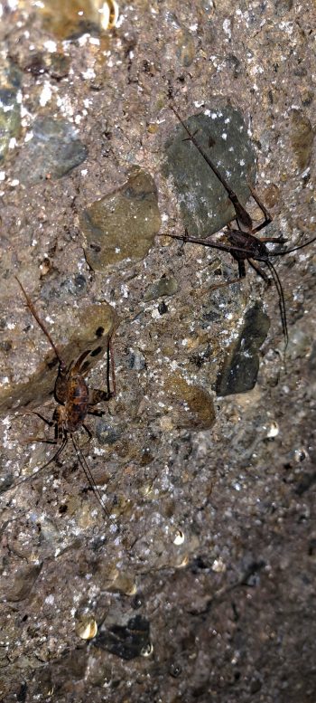 Cave Weta on the Water Race ceiling - 2026 - © wainuiomata.net