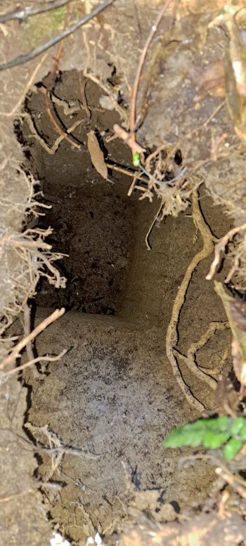 Water Race Manhole - 2026 - © wainuiomata.net