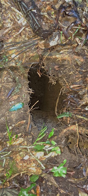 Water Race Manhole - 2026 - © wainuiomata.net
