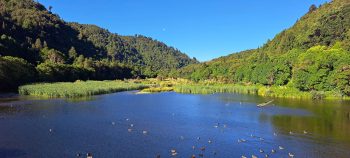 Lower Dam Wetland- 2026 - © wainuiomata.net
