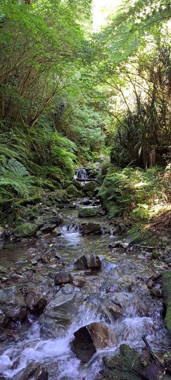 Skerretts Creek - 2026 - © wainuiomata.net