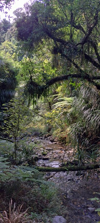 Skerretts Creek - 2026 - © wainuiomata.net