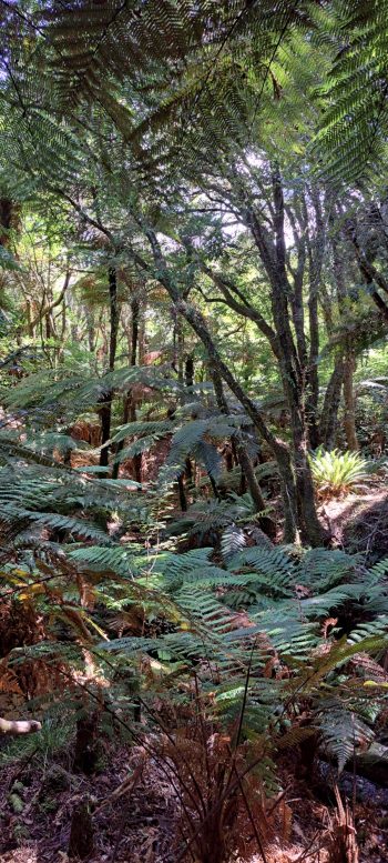 Native bush in the Harry Todd Recreation Reserve - 2026 - © wainuiomata.net