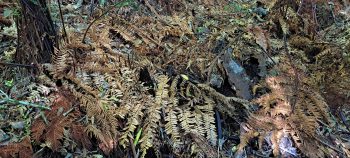 Collapsed structure - 2026 - © wainuiomata.net