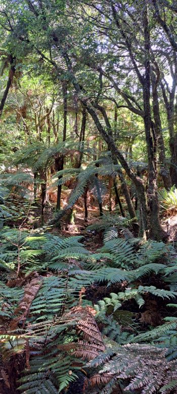 Native bush in the Harry Todd Recreation Reserve - 2026 - © wainuiomata.net