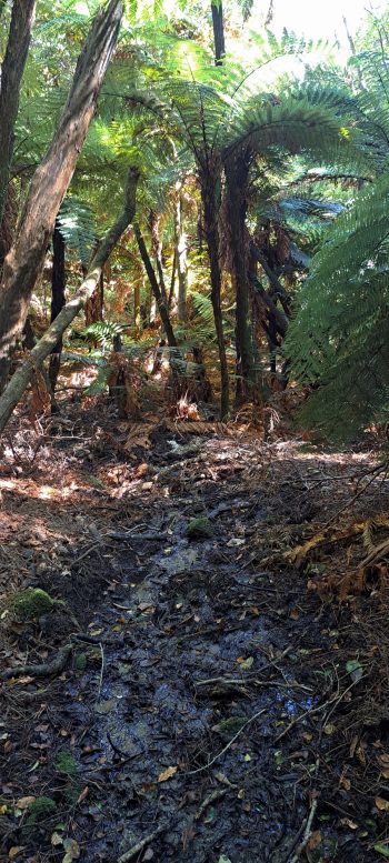 Small creek in the Harry Todd Recreation Reserve - 2026 - © wainuiomata.net