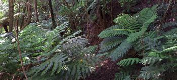 Native bush in the Harry Todd Recreation Reserve - 2026 - © wainuiomata.net