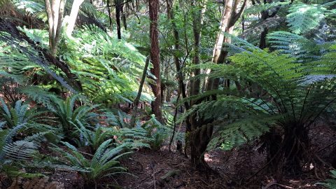 Native bush in the Harry Todd Recreation Reserve - 2026 - © wainuiomata.net