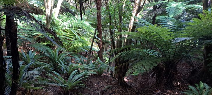 Native bush in the Harry Todd Recreation Reserve - 2026 - © wainuiomata.net