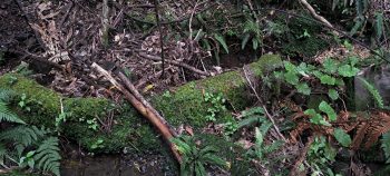 Small concrete dam wall - 2026 - © wainuiomata.net
