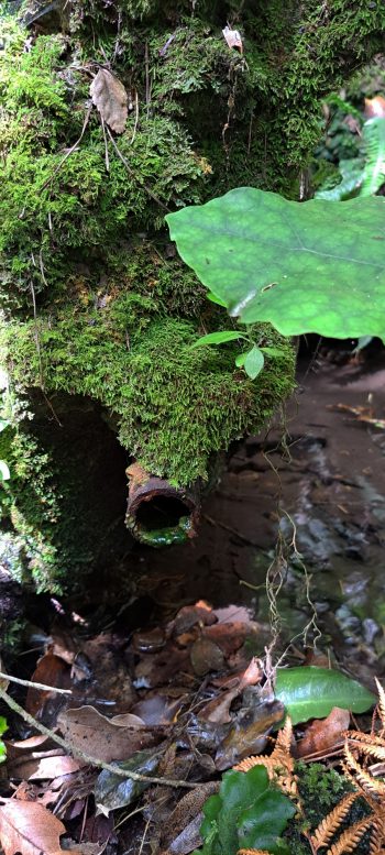 Old private water intake pipe - 2026 - © wainuiomata.net