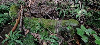 Small concrete dam wall - 2026 - © wainuiomata.net