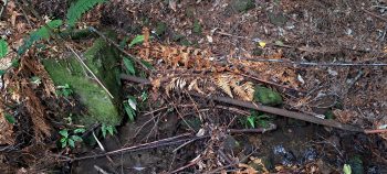 Old private water intake weir and pipe - 2026 - © wainuiomata.net