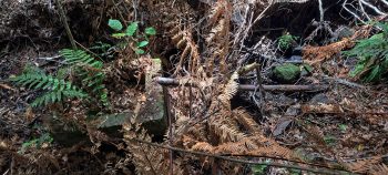 Old private water intake weir and pipe - 2026 - © wainuiomata.net
