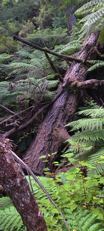 Fallen pine - 2026 - © wainuiomata.net