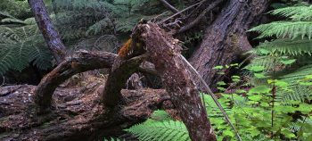 Fallen pine - 2026 - © wainuiomata.net