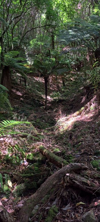 Above the water intake weir and pipe - 2026 - © wainuiomata.net