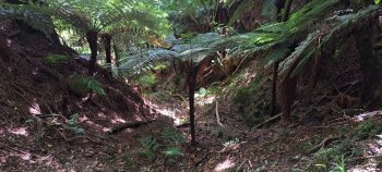 Above the water intake weir and pipe - 2026 - © wainuiomata.net