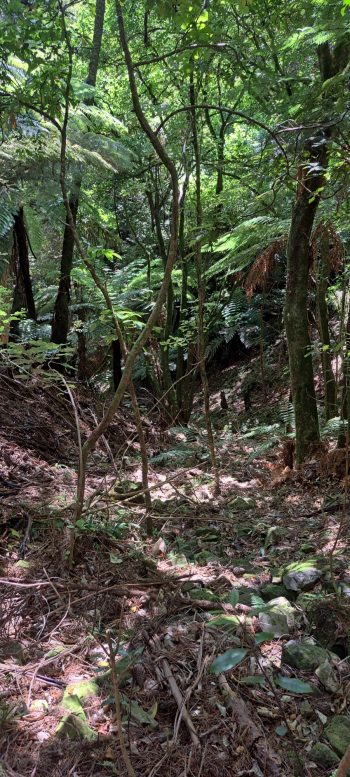 Above the water intake weir and pipe - 2026 - © wainuiomata.net