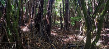 Fern forest in the Harry Todd Recreation Reserve - 2026 - © wainuiomata.net