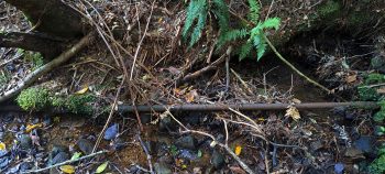 Old private water intake pipe - 2026 - © wainuiomata.net