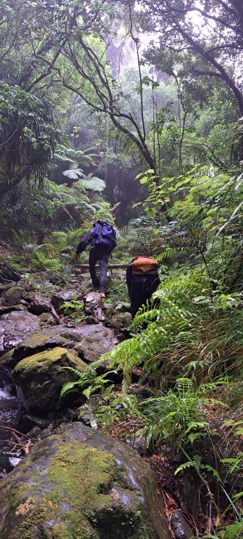 Heading up Skerretts Creek - 2026 - © wainuiomata.net