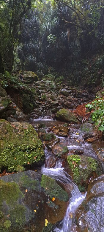 Skerretts Creek - 2026 - © wainuiomata.net