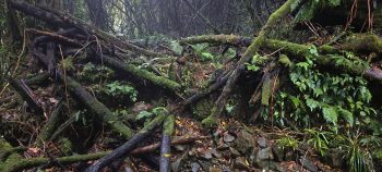 Deposited debri in Skerretts Creek - 2026 - © wainuiomata.net