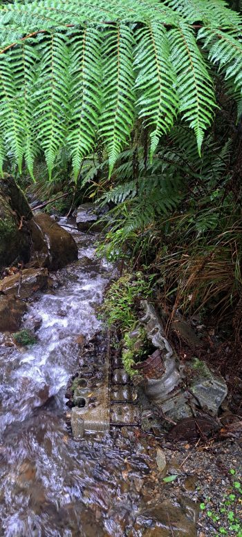 V12 Allison motor from a Kittyhawk plane in Skerretts Creek - 2026 - © wainuiomata.net