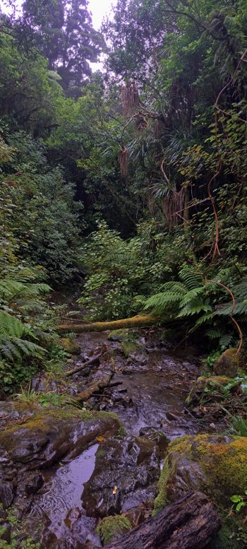 Fallen tree over Skerretts Creek - 2026 - © wainuiomata.net