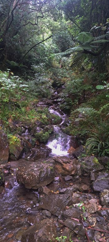 Skerretts Creek - 2026 - © wainuiomata.net