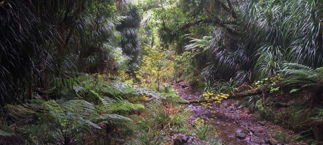 Skerretts Gully and Creek - 2026 - © wainuiomata.net