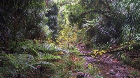 Skerretts Gully and Creek - 2026 - © wainuiomata.net