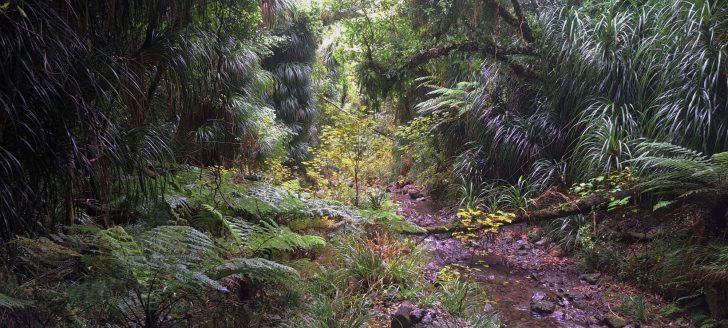 Skerretts Gully and Creek - 2026 - © wainuiomata.net