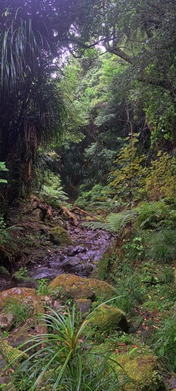 Skerretts Creek - 2026 - © wainuiomata.net